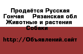  Продаётся Русская Гончая  - Рязанская обл. Животные и растения » Собаки   